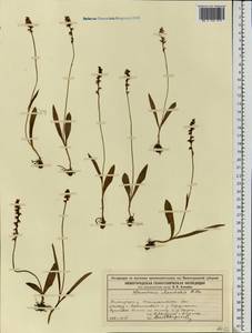 Herminium monorchis (L.) R.Br., Eastern Europe, Volga-Kama region (E7) (Russia)