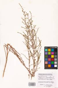 Artemisia campestris L., Eastern Europe, Lower Volga region (E9) (Russia)