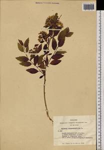 Spiraea chamaedryfolia L., Siberia, Altai & Sayany Mountains (S2) (Russia)