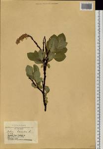 Salix lanata L., Siberia, Altai & Sayany Mountains (S2) (Russia)