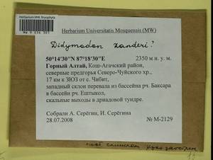 Husnotiella rufidula (Müll. Hal.) J.A. Jiménez & M.J. Cano, Bryophytes, Bryophytes - Western Siberia (including Altai) (B15) (Russia)