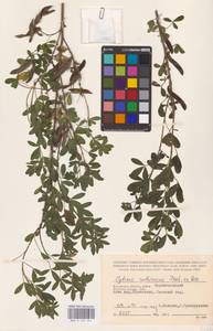 Chamaecytisus ruthenicus (Fisch. ex Woł.) Klásk., Eastern Europe, Central region (E4) (Russia)