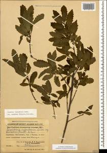 Quercus infectoria subsp. veneris (A.Kern.) Meikle, Caucasus, Azerbaijan (K6) (Azerbaijan)