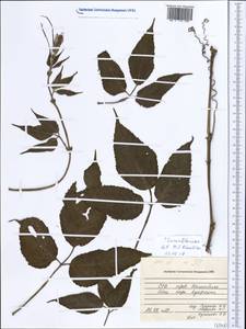 Cucurbitaceae, South Asia, South Asia (Asia outside ex-Soviet states and Mongolia) (ASIA) (Vietnam)