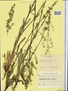 Silene densiflora, Eastern Europe, North Ukrainian region (E11) (Ukraine)