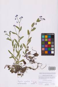Myosotis sylvatica Ehrh. ex Hoffm., Eastern Europe, Moscow region (E4a) (Russia)