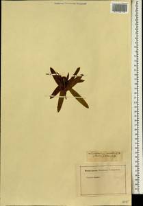 Leucadendron globosum (Kennedy ex Andrews) I. Williams, Africa (AFR) (Not classified)
