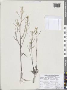 Guenthera cartilaginea (Pall. ex DC.) V.I.Dorof., Eastern Europe, Central forest-and-steppe region (E6) (Russia)