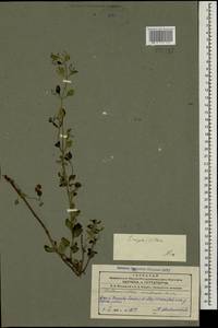 Clinopodium nepeta (L.) Kuntze, Caucasus, Azerbaijan (K6) (Azerbaijan)