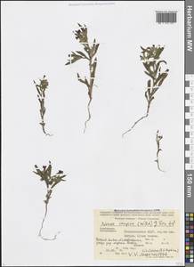 Nonea caspica (Willd.) G.Don, Caucasus, Azerbaijan (K6) (Azerbaijan)