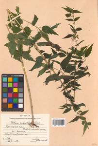 Urtica dioica var. holosericea Fr., Siberia, Russian Far East (S6) (Russia)