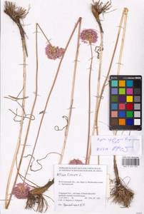 Allium lineare L., Eastern Europe, Lower Volga region (E9) (Russia)