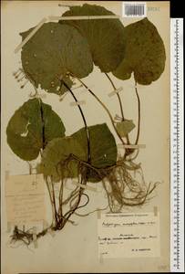 Pachyphragma macrophyllum (Hoffm.) N. Busch, Caucasus, Stavropol Krai, Karachay-Cherkessia & Kabardino-Balkaria (K1b) (Russia)