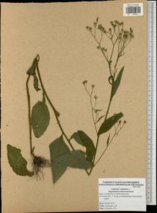Lapsana communis, Eastern Europe, Central region (E4) (Russia)