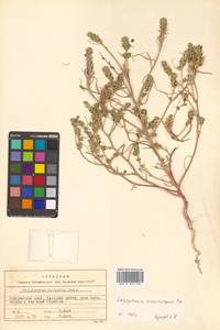Corispermum macrocarpum Bunge, Siberia, Russian Far East (S6) (Russia)