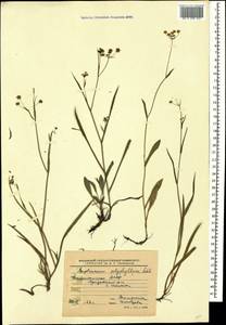 Bupleurum polyphyllum Ledeb., Caucasus, Dagestan (K2) (Russia)