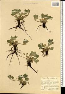 Potentilla acaulis L., Mongolia (MONG) (Mongolia)