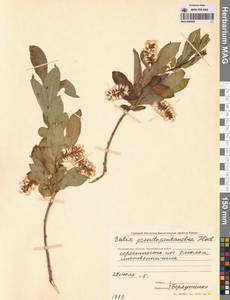 Salix pseudopentandra (Flod.) Flod., Siberia, Chukotka & Kamchatka (S7) (Russia)