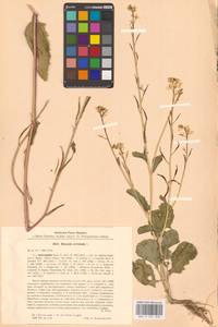 Rhamphospermum arvense (L.) Andrz. ex Besser, Eastern Europe, North Ukrainian region (E11) (Ukraine)