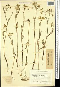 Carum meifolium (M. Bieb.) Boiss., Caucasus, Krasnodar Krai & Adygea (K1a) (Russia)