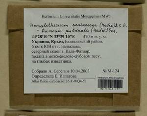 Grimmia pulvinata (Hedw.) Sm., Bryophytes, Bryophytes - Crimea (B3a) (Russia)