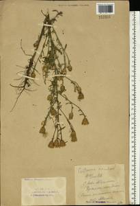 Centaurea stoebe subsp. stoebe, Eastern Europe, Eastern region (E10) (Russia)
