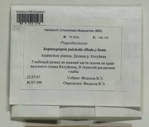 Isopterygiella pulchella (Hedw.) Ignatov & Ignatova, Bryophytes, Bryophytes - Krasnoyarsk Krai, Tyva & Khakassia (B17) (Russia)