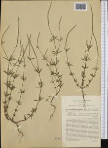Crucianella latifolia L., Western Europe (EUR) (Italy)