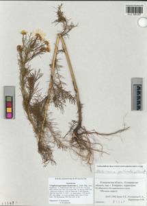 Tripleurospermum inodorum (L.) Sch.-Bip, Siberia, Altai & Sayany Mountains (S2) (Russia)