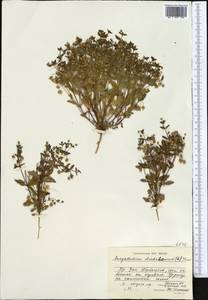 Swertia dichotoma L., Middle Asia, Dzungarian Alatau & Tarbagatai (M5) (Kazakhstan)