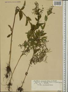 Epilobium roseum subsp. subsessile (Boiss.) P. H. Raven, Eastern Europe, Central region (E4) (Russia)