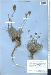 Astragalus kronenburgii B. Fedtsch. ex Kneucker, Middle Asia, Northern & Central Tian Shan (M4) (Kazakhstan)