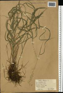 Melica altissima L., Eastern Europe, Lower Volga region (E9) (Russia)