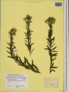 Galatella sedifolia subsp. dracunculoides (Lam.) Greuter, Caucasus, Stavropol Krai, Karachay-Cherkessia & Kabardino-Balkaria (K1b) (Russia)