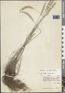 Koeleria pyramidata (Lam.) P.Beauv., Caucasus, North Ossetia, Ingushetia & Chechnya (K1c) (Russia)