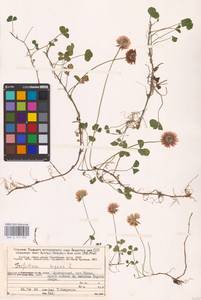 Trifolium repens L., Eastern Europe, Northern region (E1) (Russia)