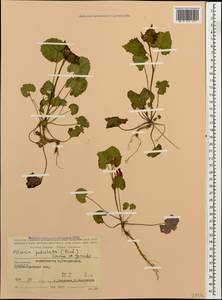Alliaria petiolata (M.Bieb.) Cavara & Grande, Caucasus, Stavropol Krai, Karachay-Cherkessia & Kabardino-Balkaria (K1b) (Russia)