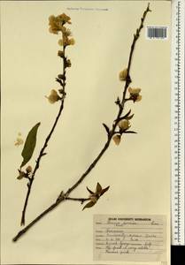 Prunus persica (L.) Stokes, South Asia, South Asia (Asia outside ex-Soviet states and Mongolia) (ASIA) (India)
