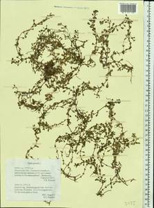 Lythrum portula (L.) D. A. Webb, Eastern Europe, Moscow region (E4a) (Russia)