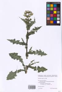 Sonchus asper (L.) Hill, Eastern Europe, Central forest-and-steppe region (E6) (Russia)