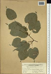 Tilia amurensis Rupr., Siberia, Russian Far East (S6) (Russia)