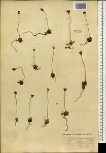 Androsace bungeana Schischk. & Bobrov, Mongolia (MONG) (Mongolia)