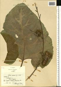 Arctium nemorosum Lej., Eastern Europe, Moscow region (E4a) (Russia)