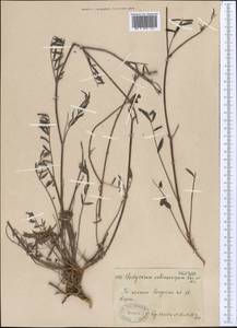 Hedysarum songoricum Bong., Middle Asia, Muyunkumy, Balkhash & Betpak-Dala (M9) (Kazakhstan)