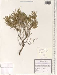 Halocnemum strobilaceum (Pall.) M.Bieb., South Asia, South Asia (Asia outside ex-Soviet states and Mongolia) (ASIA) (Iran)
