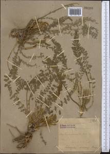 Astragalus macronyx Bunge, Middle Asia, Pamir & Pamiro-Alai (M2) (Uzbekistan)