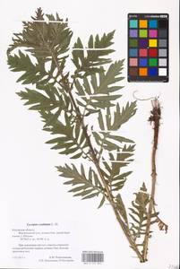 MHA 0 157 844, Lycopus exaltatus L.f., Eastern Europe, Central region (E4) (Russia)