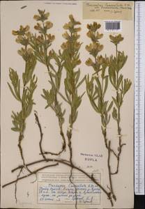 Thermopsis lanceolata R.Br., Middle Asia, Northern & Central Tian Shan (M4) (Kazakhstan)