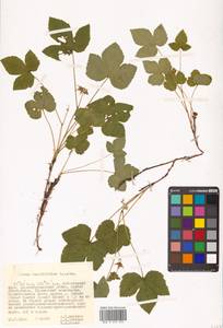 Rubus humulifolius C. A. Mey., Siberia, Russian Far East (S6) (Russia)