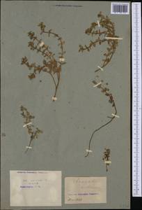 Lysimachia arvensis (L.) U.Manns & Anderb., Western Europe (EUR) (France)